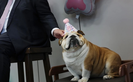 Ritzy dinners and a dog's birthday party: Life's pretty normal for Congress and Trump despite shutdown